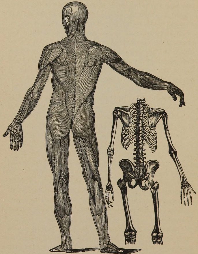 human-body